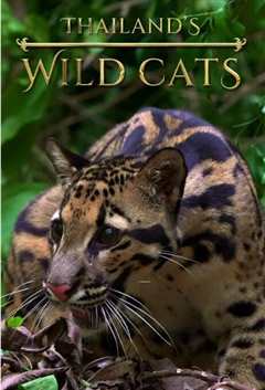 泰国野生猫科