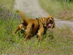 流言终结者 第九季