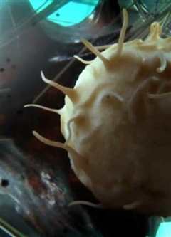 人体奥妙之细胞的暗战