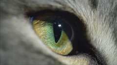 地平线系列：猫咪观察