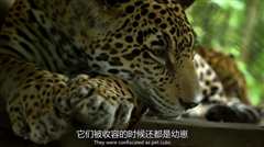 BBC自然世界 丛林动物医院