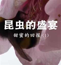 昆虫的盛宴》