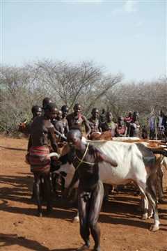 走进非洲第七章拂晓之狮 普通话