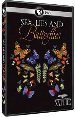 性感谎言和蝴蝶